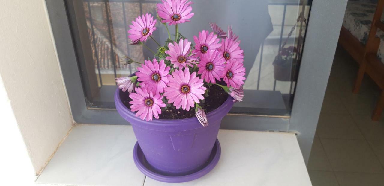 Kruja Hostel Kültér fotó
